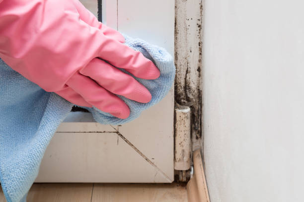 Best Commercial Mold Removal  in Arrowhead Beach, NC